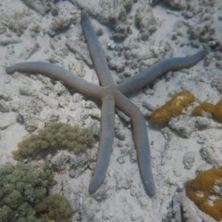 Wasini Raha Snorkeling And Diving Apartment Luaran gambar
