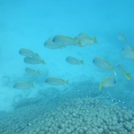 Wasini Raha Snorkeling And Diving Apartment Luaran gambar