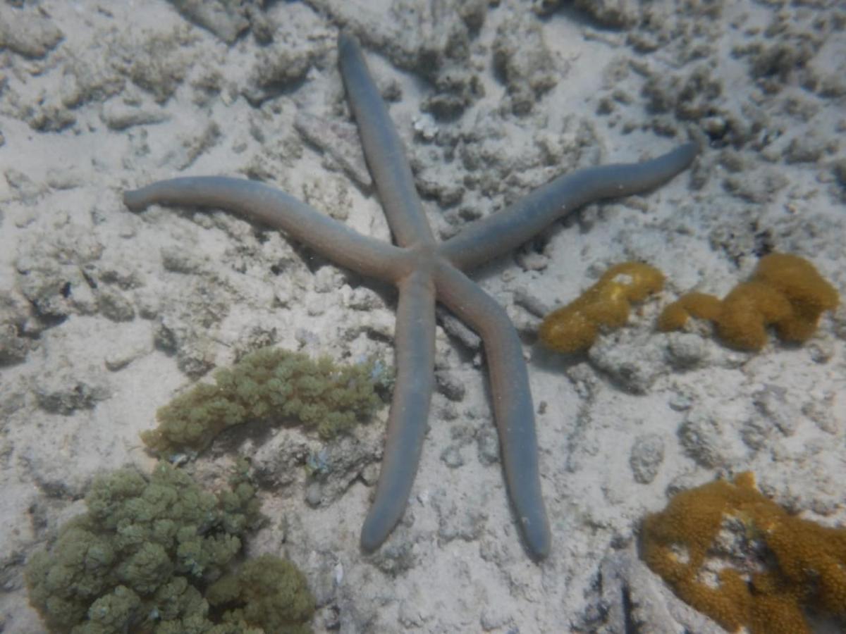 Wasini Raha Snorkeling And Diving Apartment Luaran gambar