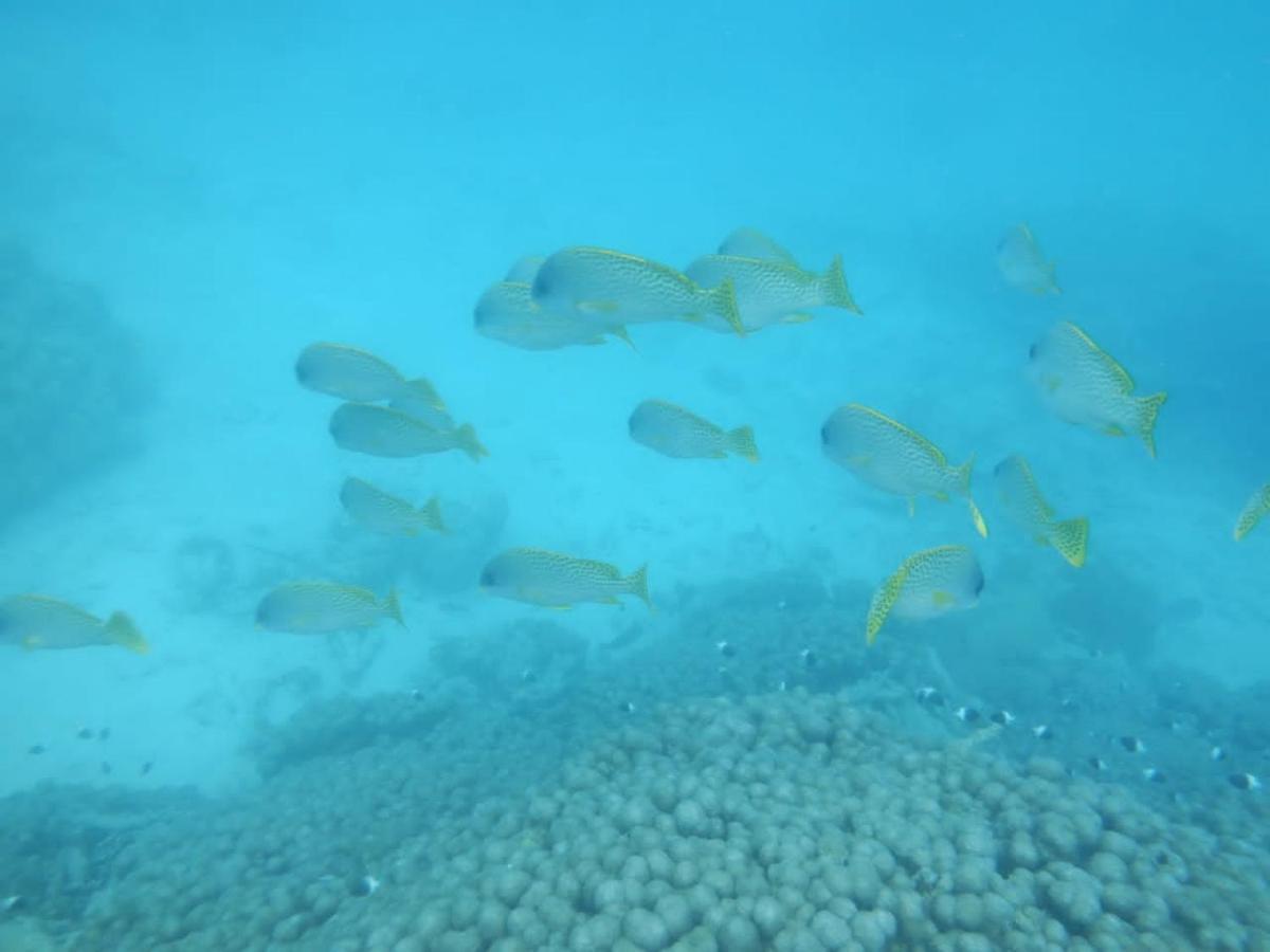 Wasini Raha Snorkeling And Diving Apartment Luaran gambar