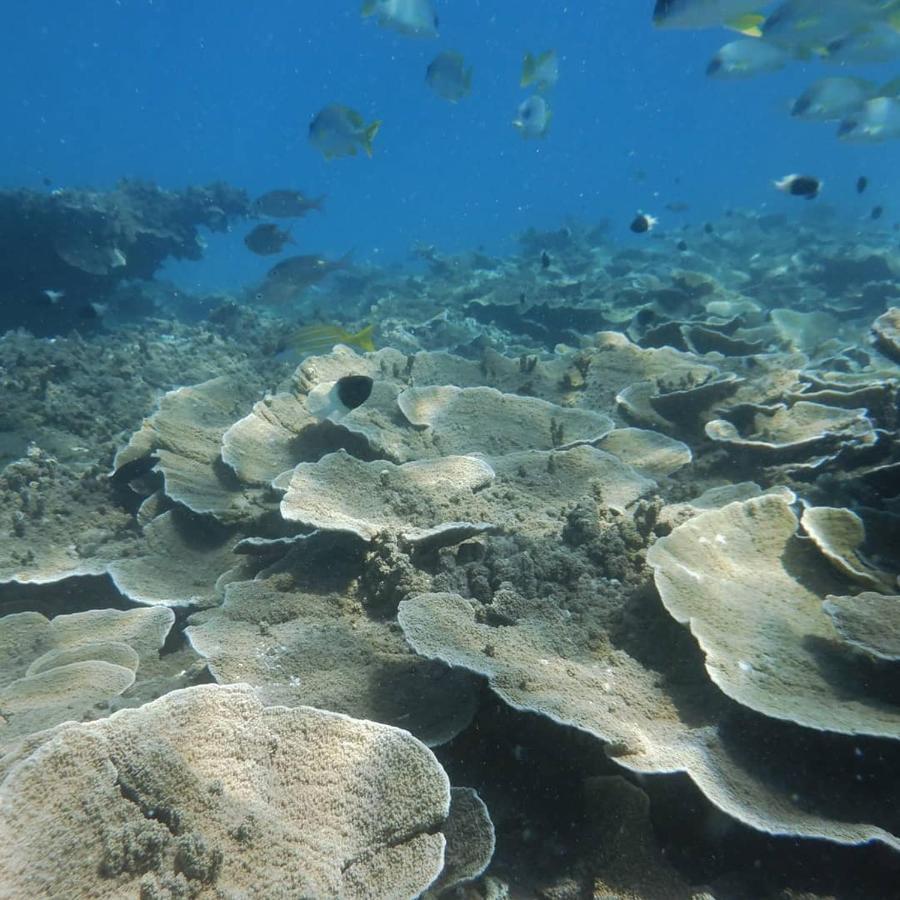 Wasini Raha Snorkeling And Diving Apartment Luaran gambar