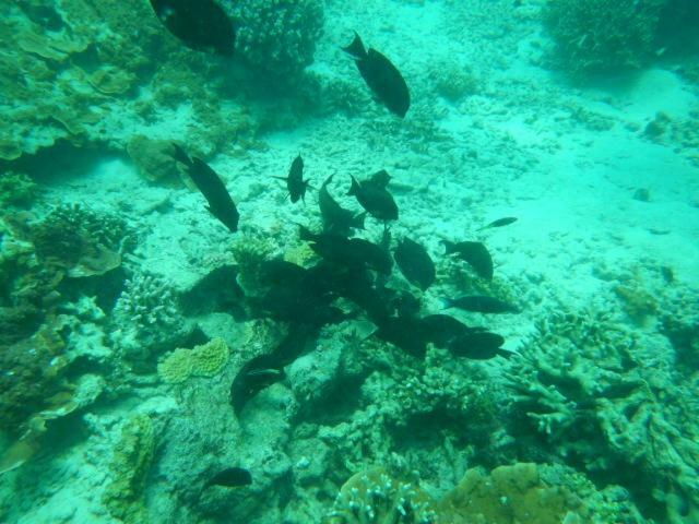Wasini Raha Snorkeling And Diving Apartment Luaran gambar