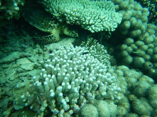 Wasini Raha Snorkeling And Diving Apartment Luaran gambar